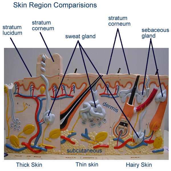 Labeled Skin Model